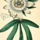 Image of <i>Passiflora caerulea</i>