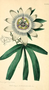 Image of <i>Passiflora caerulea</i>