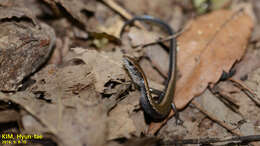 Image of Tsushima Ground Skink