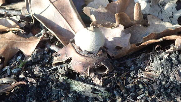 Image of Collared Earthstar