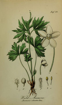Image of anemone
