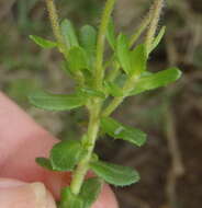 Image of Blue aster