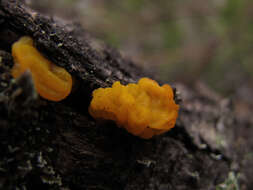 Image of Orange jelly spot