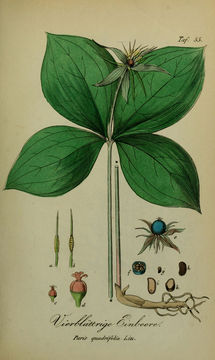 Image of herb Paris