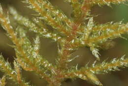 Image of hylocomiastrum moss