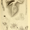 Image of deepsea squid
