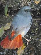 Image of Plumbeous Water Redstart