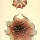 Image of Opisthoteuthis medusoides Thiele 1915
