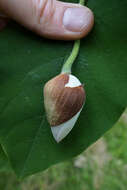 Image of Magnolia sieboldii K. Koch