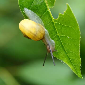 Image of White-lipped banded snail