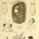 Image of Galiteuthis glacialis (Chun 1906)