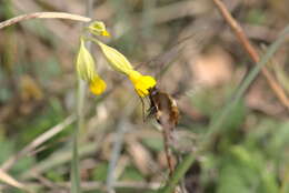 Image de Bombylius discolor Mikan 1796