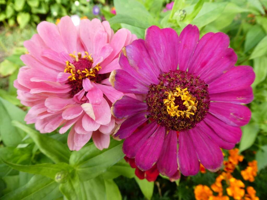 Imagem de Zinnia elegans Jacq.