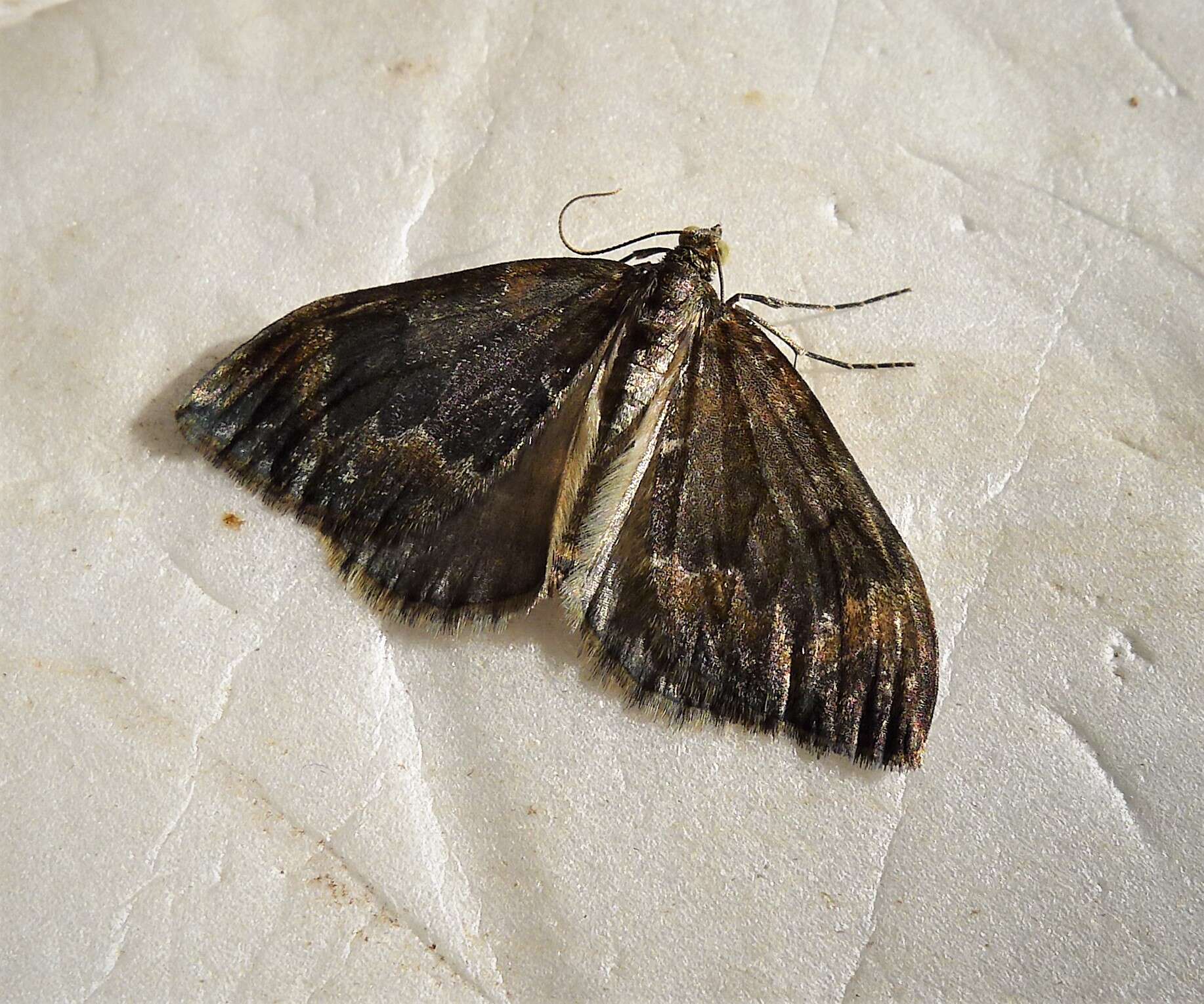 Image of common marbled carpet