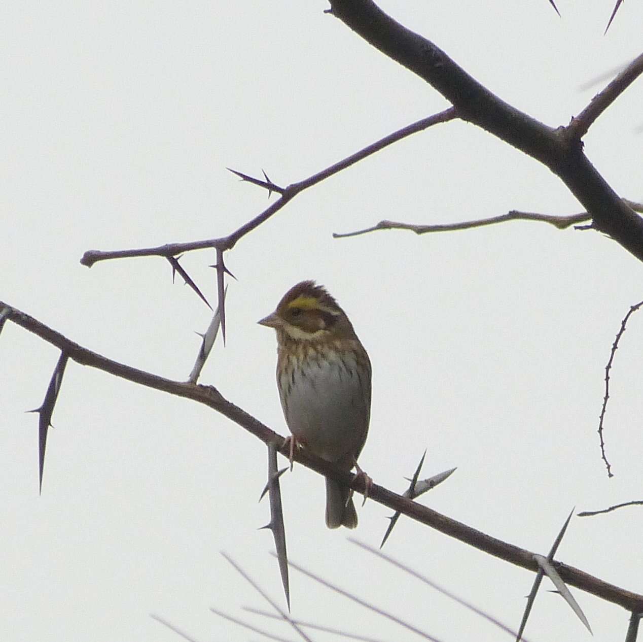 Image of Yellow-browed Bunting