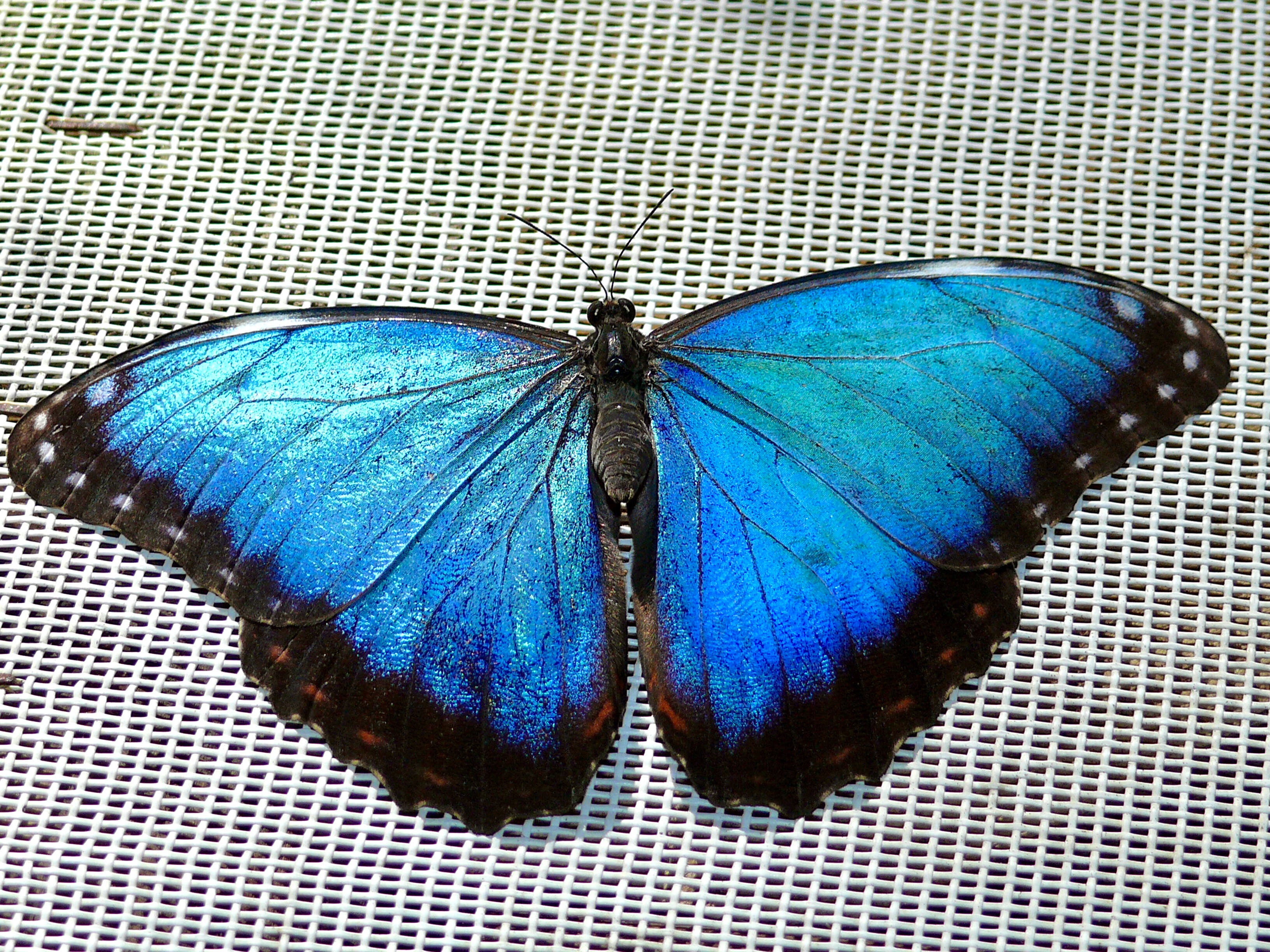 Plancia ëd Morpho peleides Kollar 1850