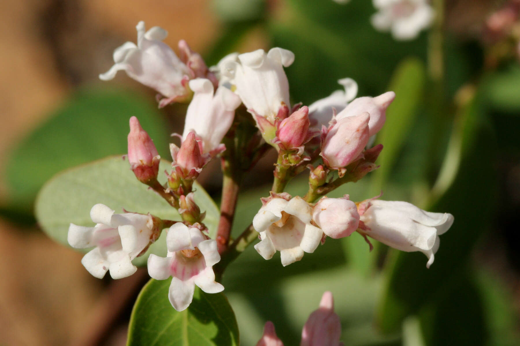 Image of flytrap dogbane