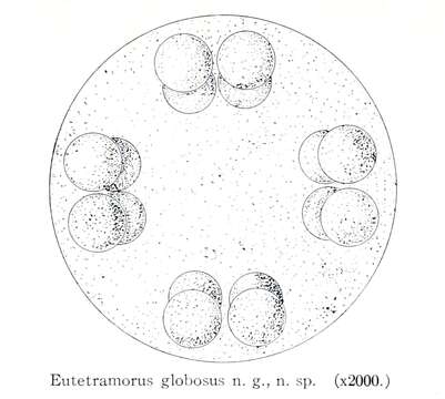 Image of Eutetramorus Walton 1918