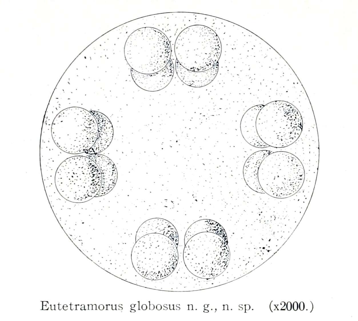 Image of Eutetramorus Walton 1918