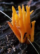 Imagem de Calocera viscosa (Pers.) Fr. 1821