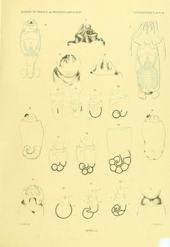 Image of ram's horn squid