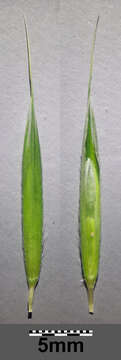 Image of hairy brome