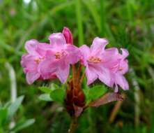 Image of Hairy Alpenrose