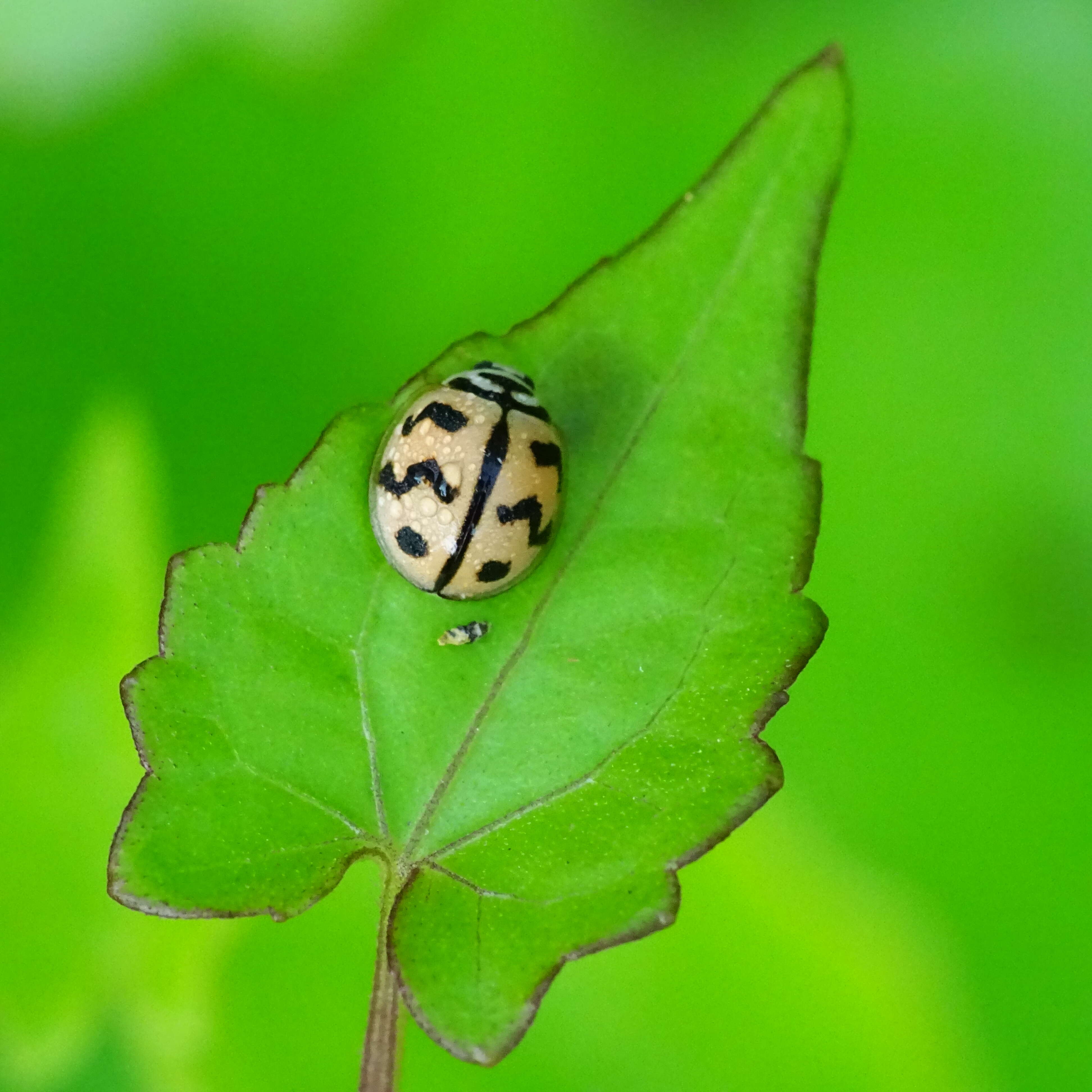 Image of Six-spotted Zigzag Ladybird