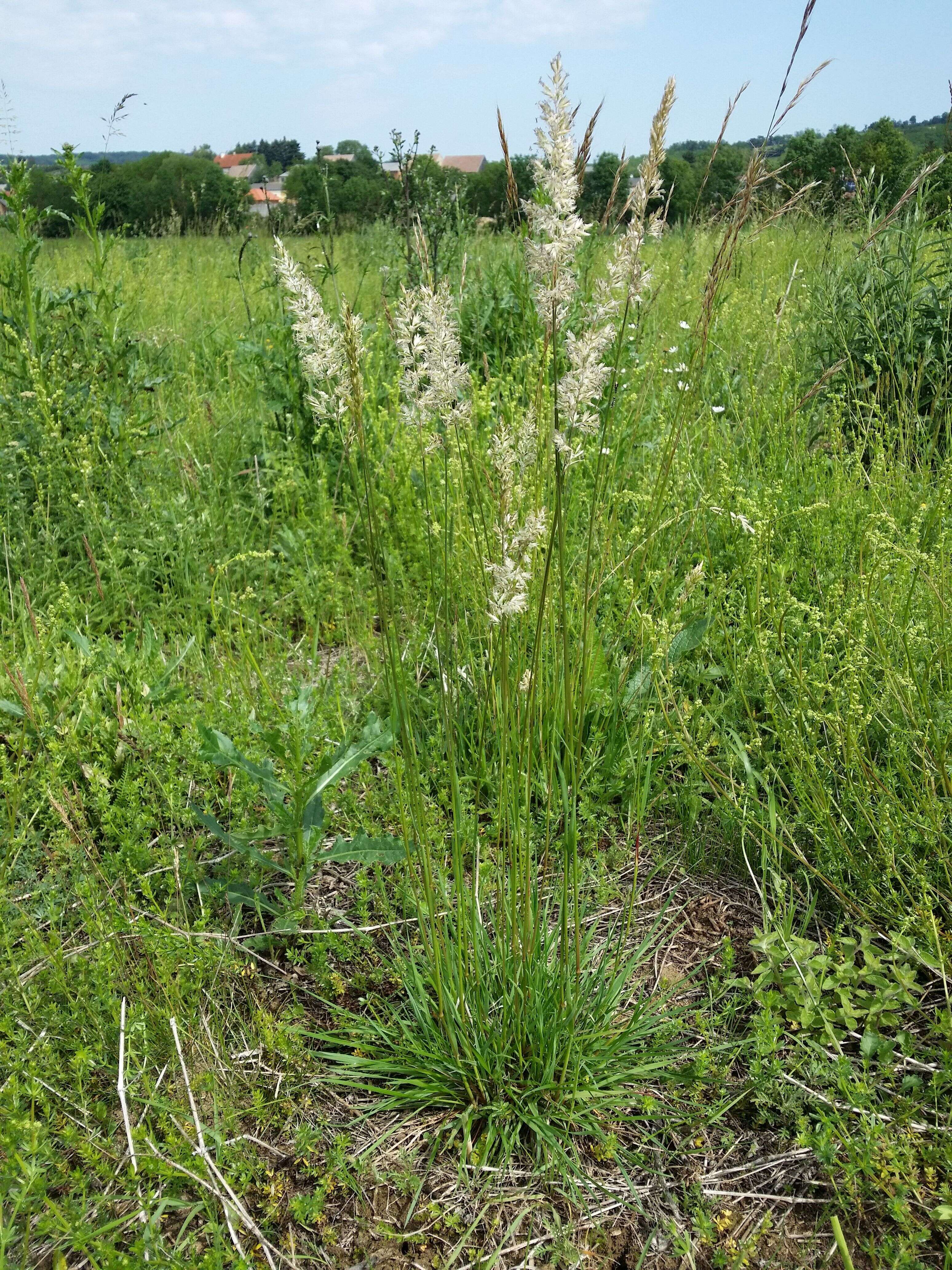 Image of June grass