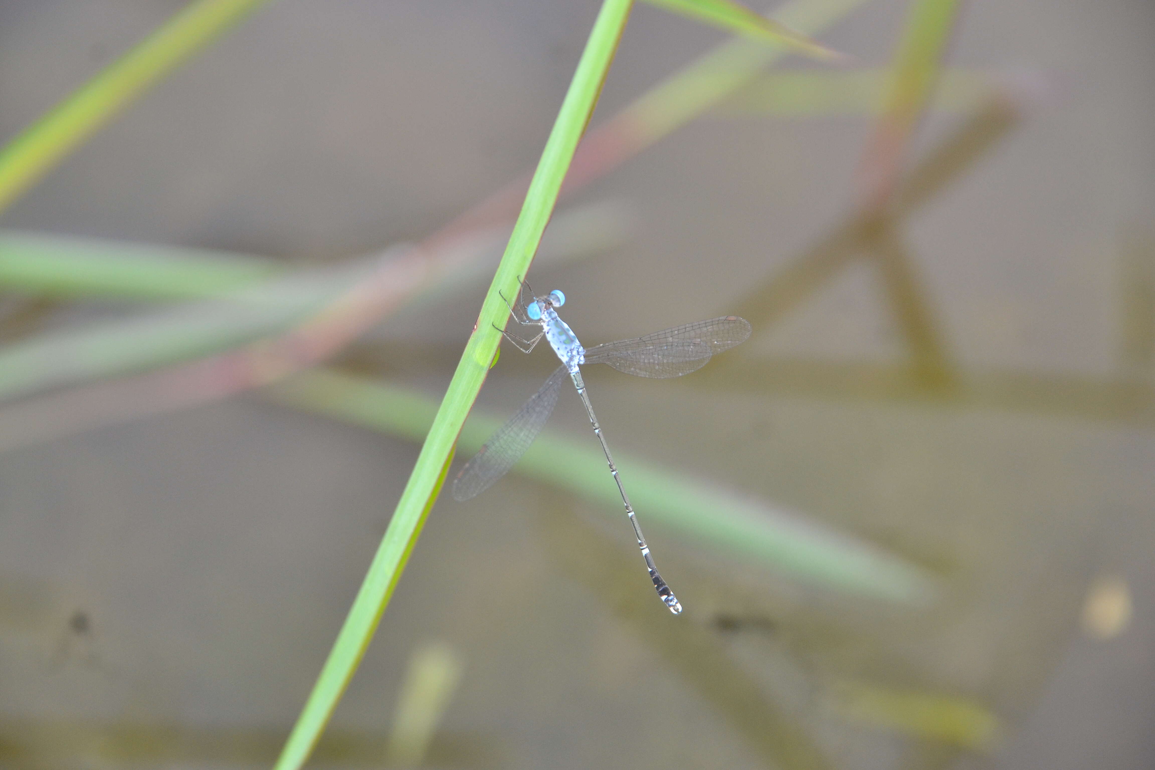 Image de Lestes praemorsus Hagen ex Selys 1862