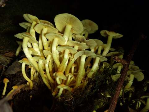 Imagem de Hypholoma fasciculare (Huds.) P. Kumm. 1871