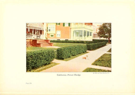 Image of privet