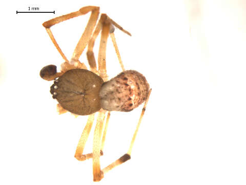 Image of Parasteatoda tabulata (Levi 1980)