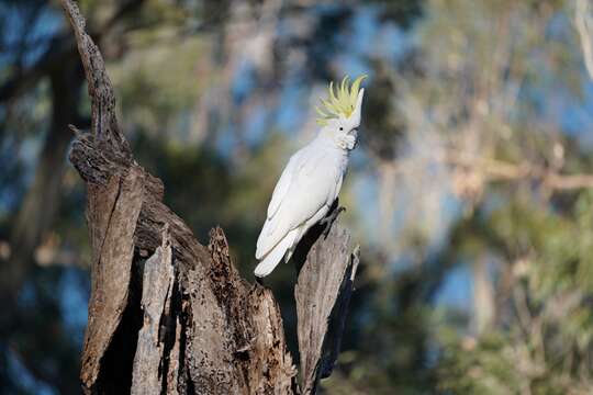 Image of Sulphur-crested Cockatoo