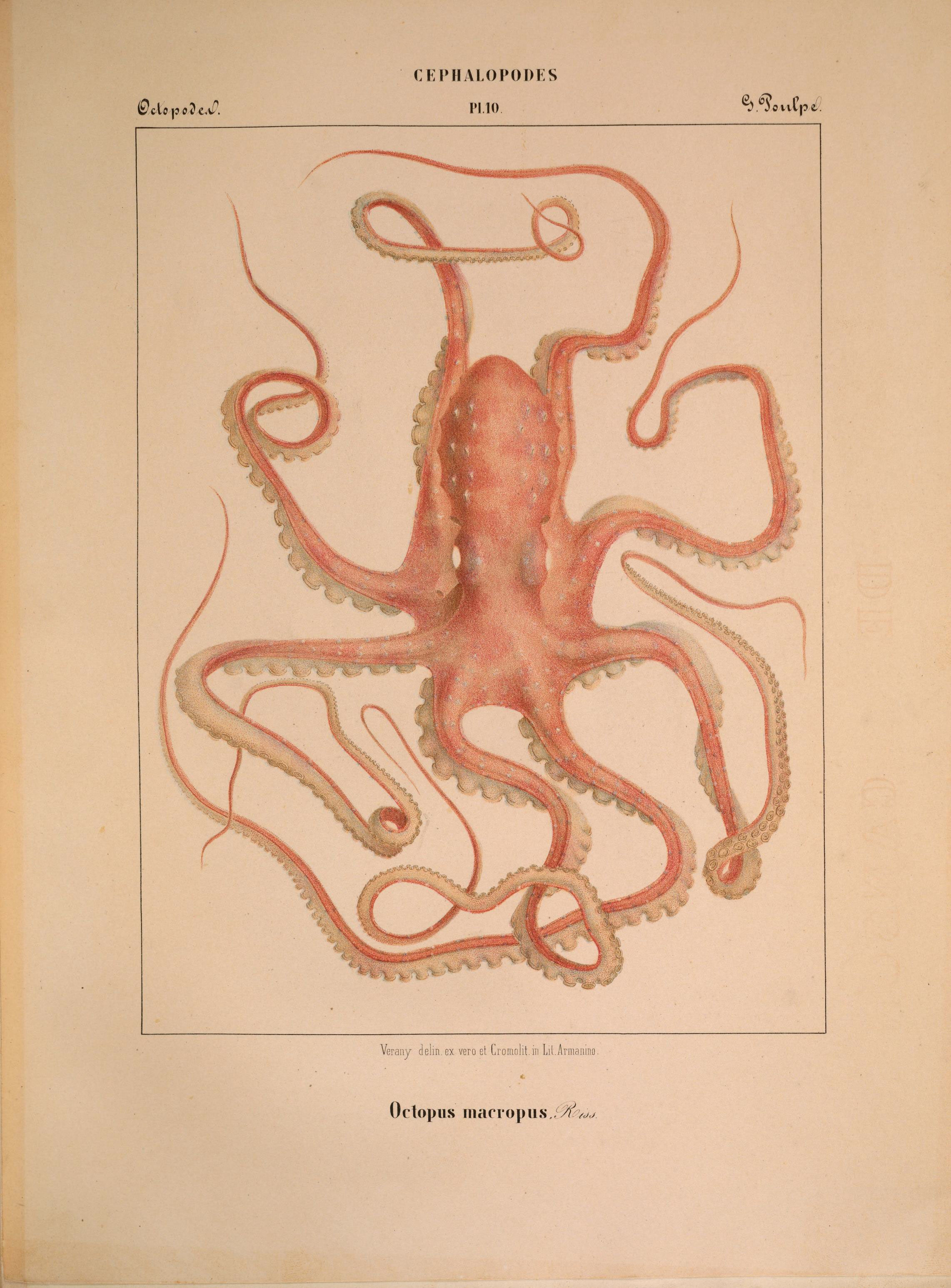 Image of White-spotted Octopus