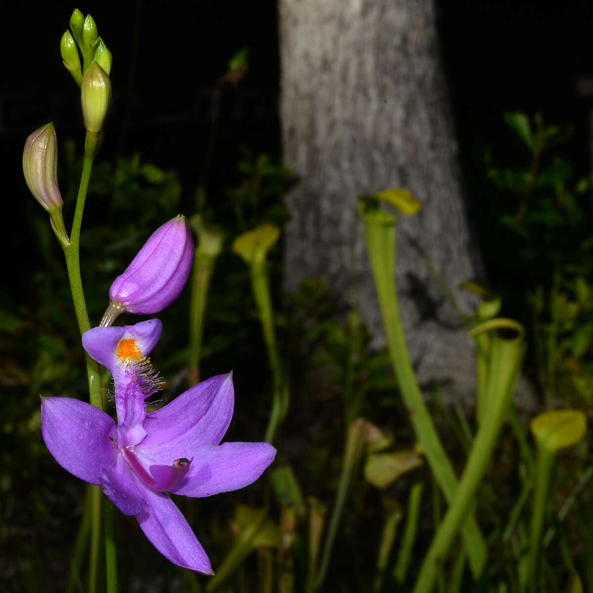 Image of Yellow Trumpets