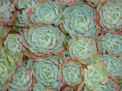 Image of Echeveria elegans Rose