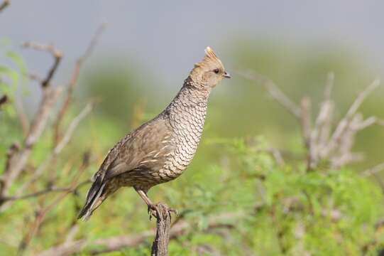 Image of Scaled Quail