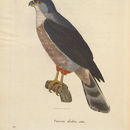 Image of Rufous-thighed kite