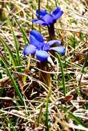 Plancia ëd Gentiana verna L.