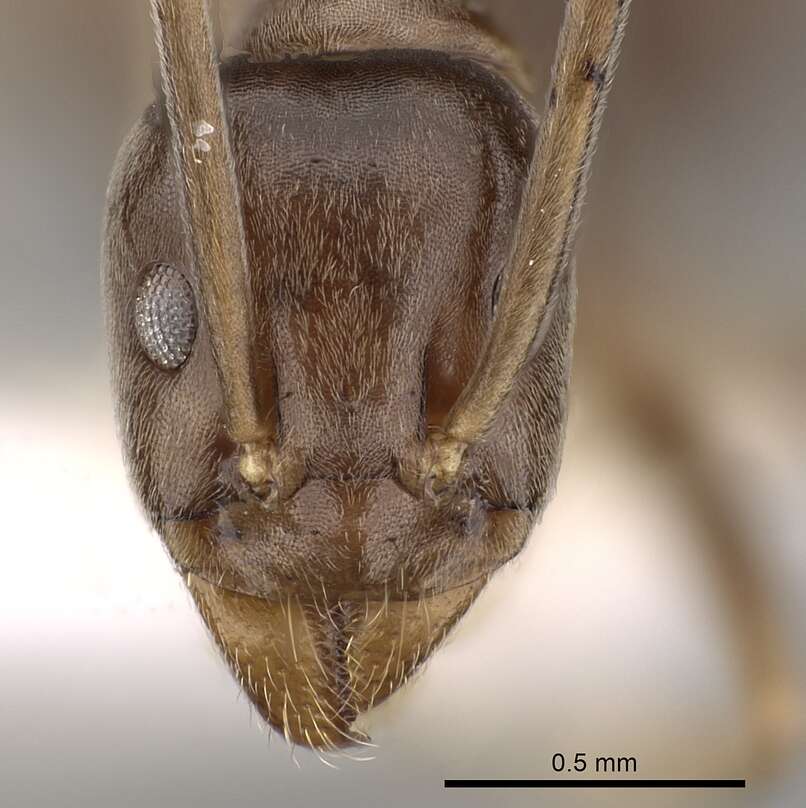 Imagem de Leptomyrmex ramorniensis