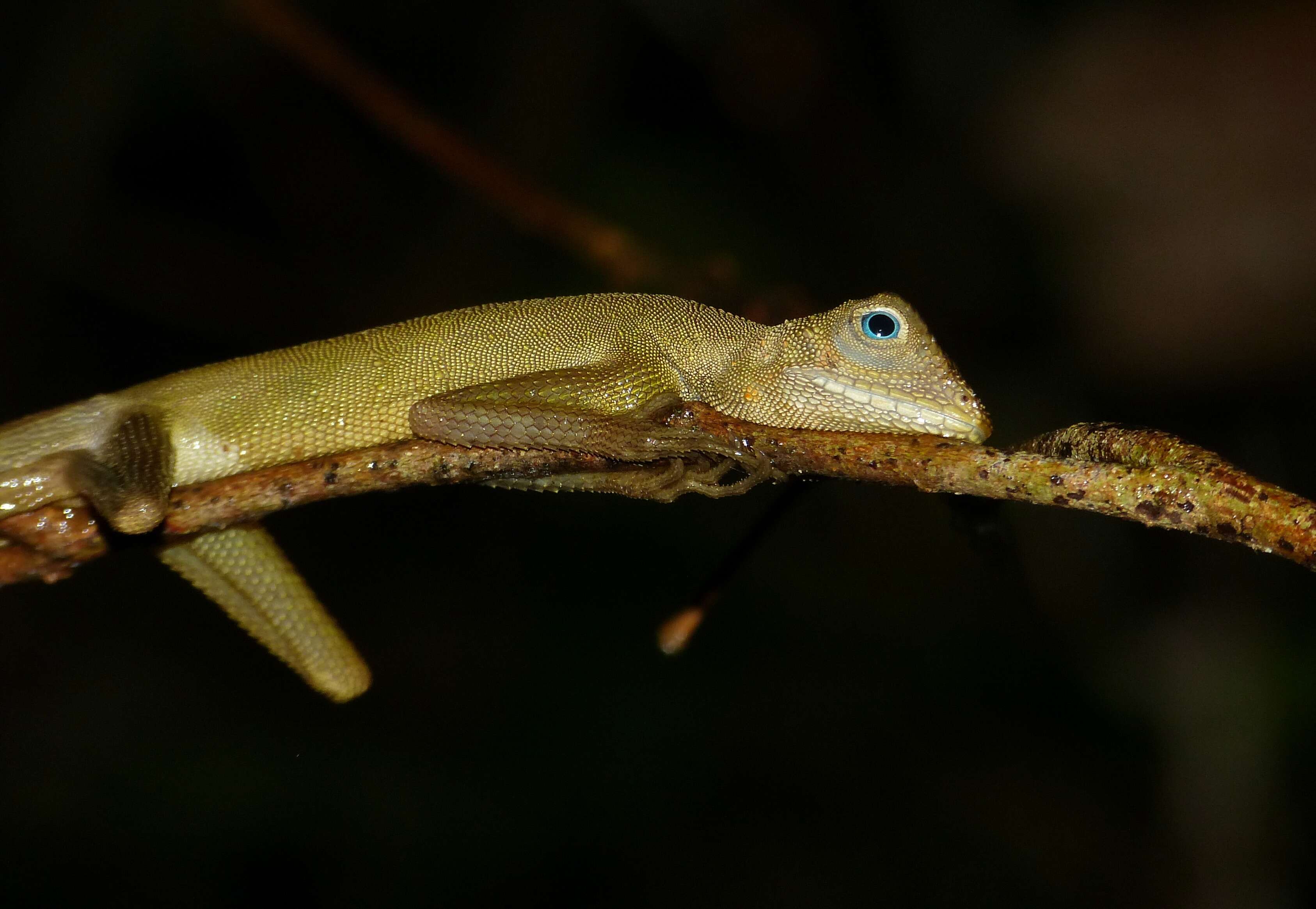 Image of Dusky Earless Agama