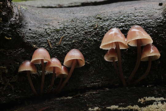 Image of Mycena haematopus (Pers.) P. Kumm. 1871