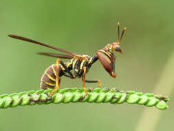 Image of Wasp Mantidfly