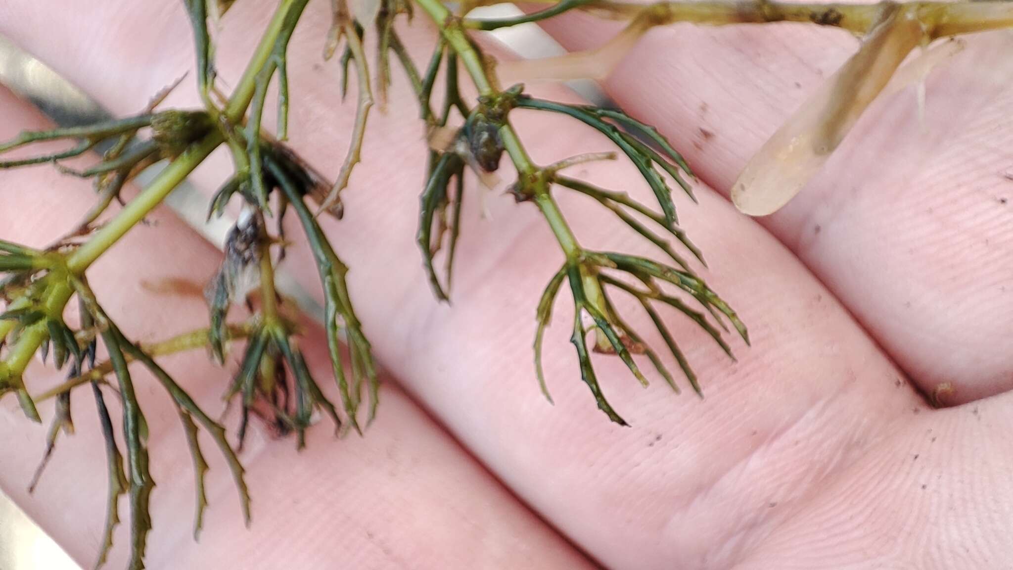 Image of hornwort