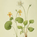 Image of Viola biflora L.