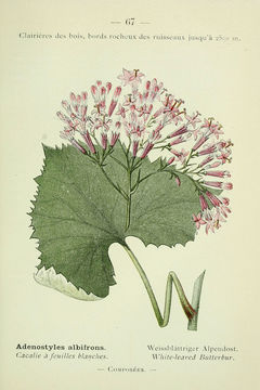 Image of Hedge-leaved Adenostyle