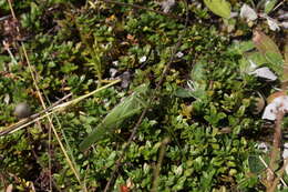 Image of Great green bushcricket