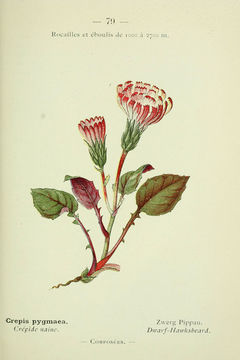 Image of pygmy hawksbeard