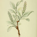 Image of arctic grey willow